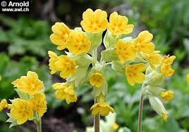 Image result for Schlüsselblumen