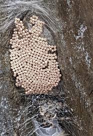 Attēlu rezultāti vaicājumam “Araneus diadematus eggs”