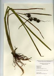 Attēlu rezultāti vaicājumam “Sparganiaceae”