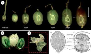 Attēlu rezultāti vaicājumam “Listera ovata fruit”