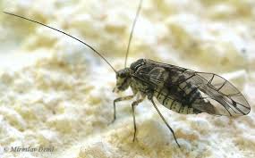 Attēlu rezultāti vaicājumam “Psococerastis gibbosa”