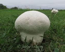 Attēlu rezultāti vaicājumam “Calvatia utriformis”