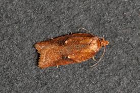 Attēlu rezultāti vaicājumam “Acleris aspersana”