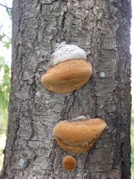 Attēlu rezultāti vaicājumam “Phellinus”