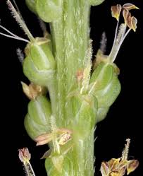 Attēlu rezultāti vaicājumam “Plantago major flower”