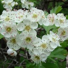 Attēlu rezultāti vaicājumam “Crataegus macracantha flower”