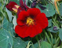 Image result for Tropaeolum minus