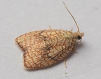 Attēlu rezultāti vaicājumam “Acleris forsskaleana”