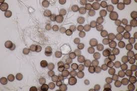 Attēlu rezultāti vaicājumam “Didymium tussilaginis”