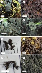 Attēlu rezultāti vaicājumam “Leptogium lichenoides”