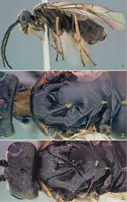 Attēlu rezultāti vaicājumam “Euura brevicornis”