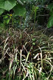 Image result for tillandsia umbellata