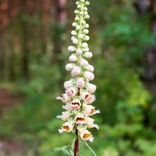 Image result for Digitalis lanata