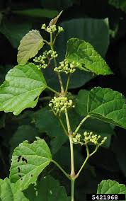 Attēlu rezultāti vaicājumam “Ampelopsis glandulosa var. brevipedunculata”