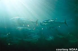 Image result for Thunnus thynnus
