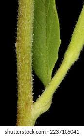 Attēlu rezultāti vaicājumam “Epilobium palustre leaf”