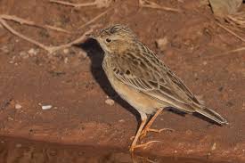 Image result for Anthus godlewskii