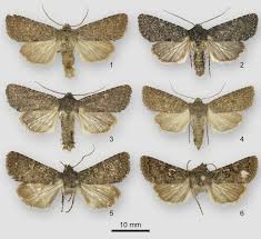 Attēlu rezultāti vaicājumam “Noctuidae”