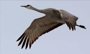 Image result for Grus canadensis