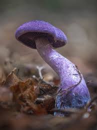Attēlu rezultāti vaicājumam “Cortinarius violaceus”