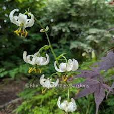 Image result for Lilium martagon Alba