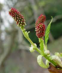 Attēlu rezultāti vaicājumam “Betula pubescens flower”