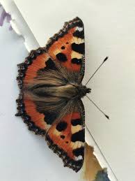 Image result for Small Tortoiseshell