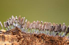 Attēlu rezultāti vaicājumam “Stemonitopsis typhina var. similis”