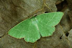 Attēlu rezultāti vaicājumam “Thalera fimbrialis”