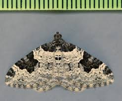 Attēlu rezultāti vaicājumam “Xanthorhoe fluctuata”