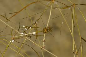 Attēlu rezultāti vaicājumam “Potamogeton trichoides”