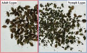 Attēlu rezultāti vaicājumam “Lygus nymph”