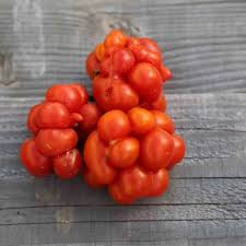 Afbeeldingsresultaat voor voyage tomato