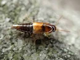 Attēlu rezultāti vaicājumam “Tachyporus sp.”