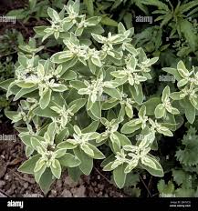 Image result for Wolfsmilch