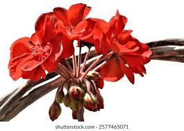 Attēlu rezultāti vaicājumam “Geranium bohemicum bud”