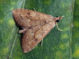 Attēlu rezultāti vaicājumam “Udea fulvalis”