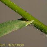 Attēlu rezultāti vaicājumam “Hordelymus europaeus fruit”