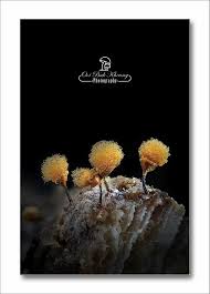 Attēlu rezultāti vaicājumam “Craterium aureonucleatum spores”