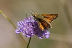 Attēlu rezultāti vaicājumam “Hesperia comma underside”
