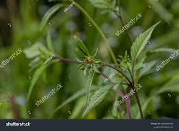 Attēlu rezultāti vaicājumam “Bidens tripartita leaf”