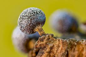 Attēlu rezultāti vaicājumam “Physarum, Nannengaella sp.”