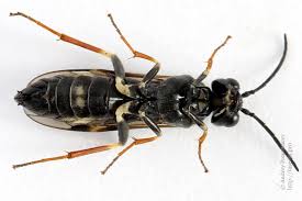 Attēlu rezultāti vaicājumam “Allantus cinctus”