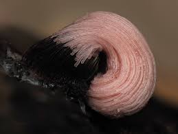 Attēlu rezultāti vaicājumam “Stemonaria irregularis spores”