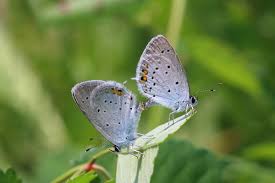 Attēlu rezultāti vaicājumam “Everes argiades male”
