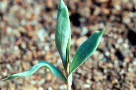 Attēlu rezultāti vaicājumam “Linaria vulgaris bud”