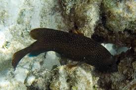 Image result for Cephalopholis fulva