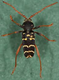 Attēlu rezultāti vaicājumam “Plagionotus detritus imago”