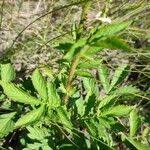 Attēlu rezultāti vaicājumam “Agrimonia pilosa bud”