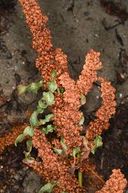 Attēlu rezultāti vaicājumam “Rumex crispus fruit”